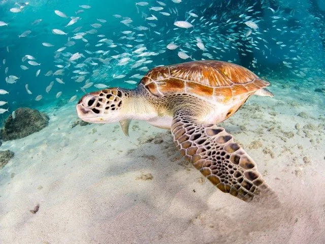 Sea turtle swimming underwater over sandy bottom with fish