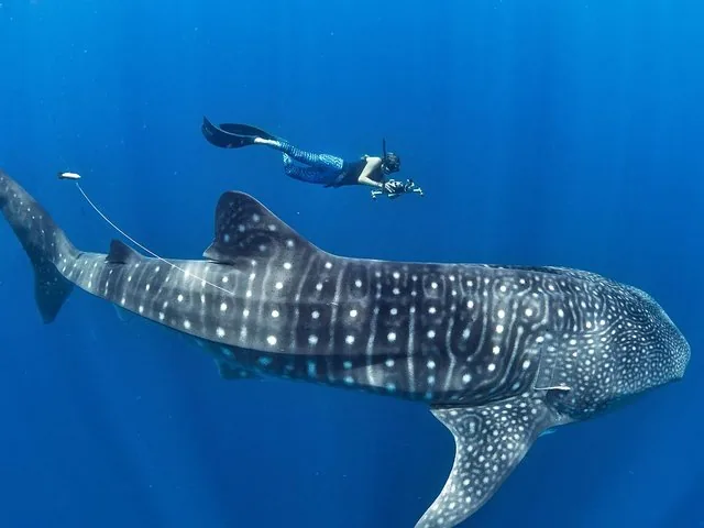 Scuba diver taking photo of a huge whale shark underwater