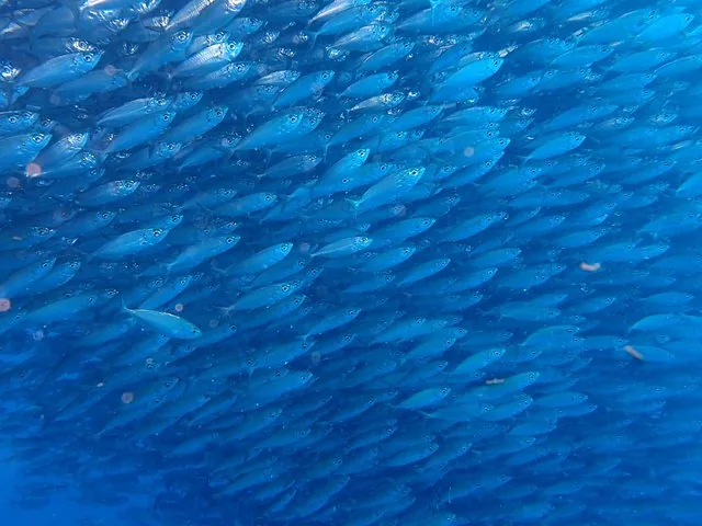 A large dense school of sardines swimming together underwater