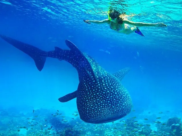 Snorkeler swimming near a large whale shark in clear water