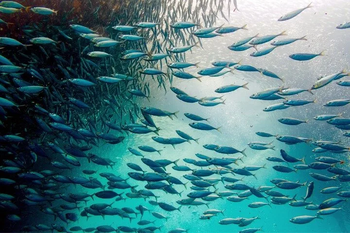 A massive school of sardines swimming in clear blue water