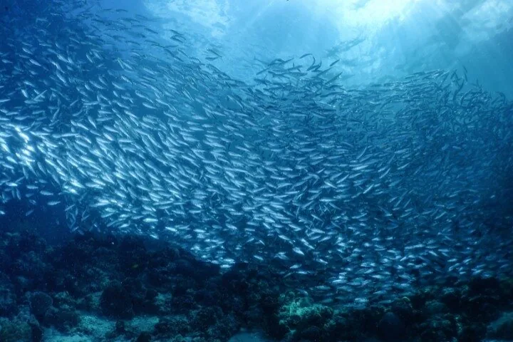 Massive school of sardines swimming together in blue water