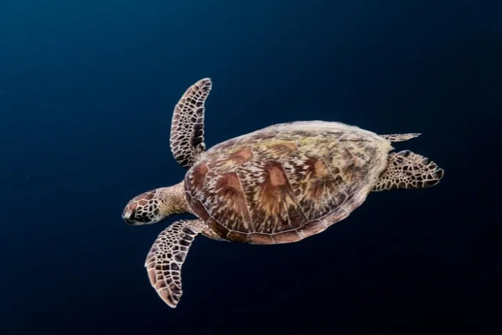 Sea turtle swimming gracefully in deep blue water