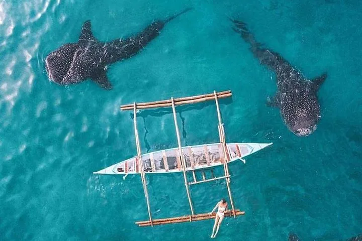 Aerial view of outrigger boat and two whale sharks