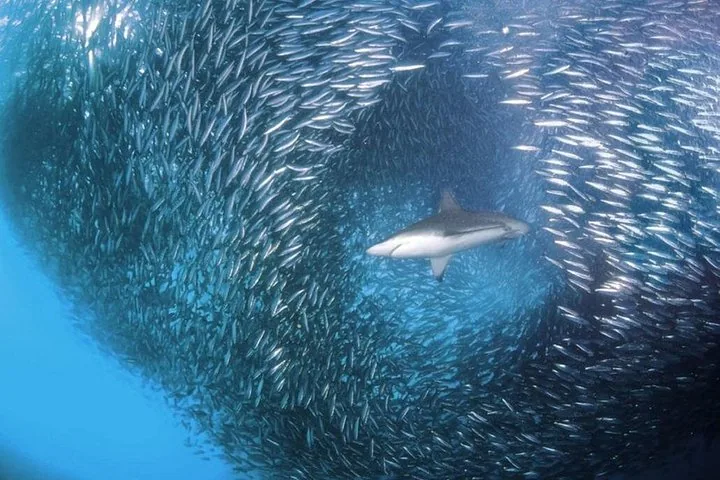 Shark swimming through a massive school of sardines underwater