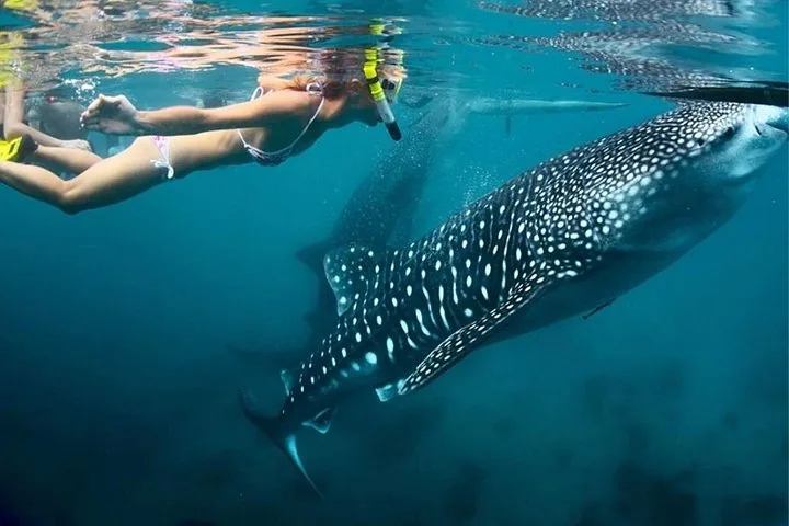 Snorkeler swimming closely alongside a large whale shark underwater