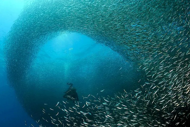 Scuba diver swimming amidst a swirling tornado of sardines