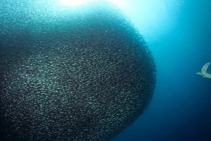 A sea turtle approaching a massive spherical school of sardines