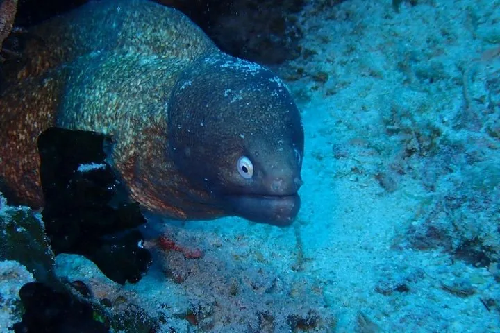 A moray eel peering out from a coral reef underwater