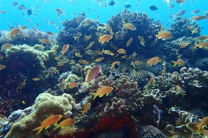 Many small colorful fish swimming around a coral reef