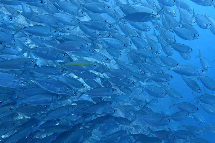 Close-up view of a large school of silver fish